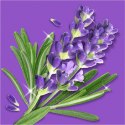Mr.Propre Lavendel & Rozemarijn Spray Multifunkcyjny 800 ml