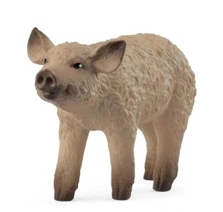 Prosię Mangalica